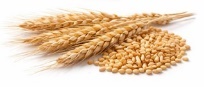 Grano