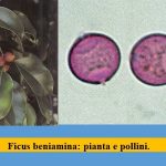allergia ficus bejamin studio medico allergie Ariano Bordighera