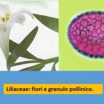allergia liliacea polline studio medico allergie Ariano Bordighera